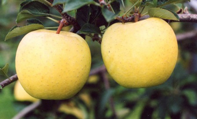 史上初?!　ありそうでなかった丸かじりりんご　「星の金貨」