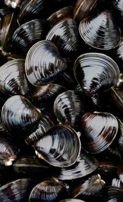 「土用しじみ」の季節になりました！