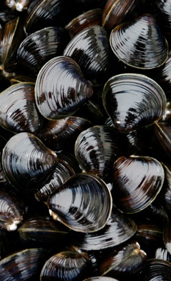 「土用しじみ」の季節になりました！