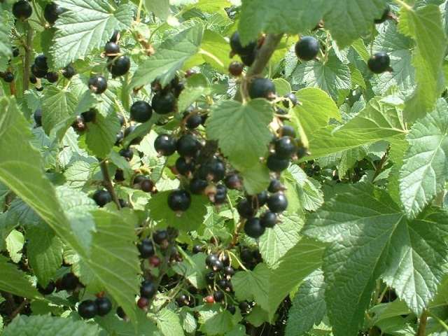 ８月２日「第２回カシスサミットin青森」開催！