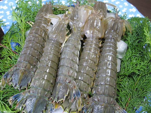 子持ちシャコの美味しい季節です（オス・メスの見分け方）