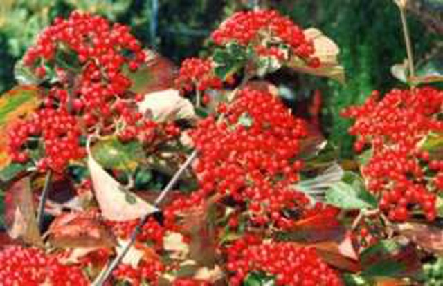 山の神から授かった秘薬果実「ガマズミ」