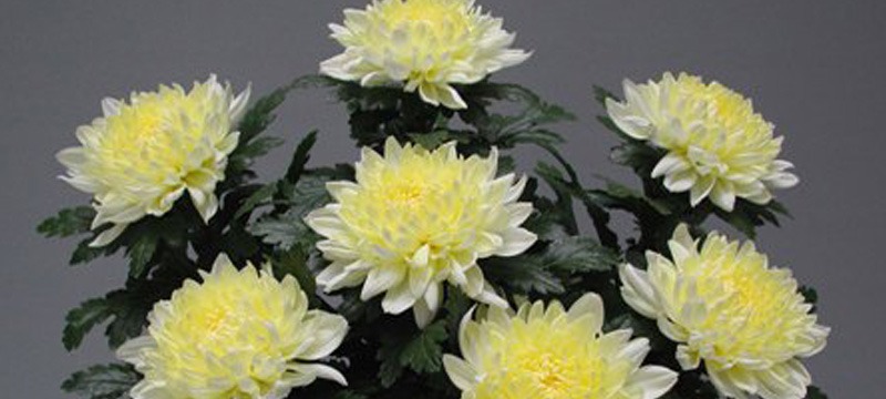 青森で生まれた輝く輪ギク 「えみあかり」