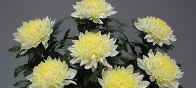 青森で生まれた輝く輪ギク 「えみあかり」