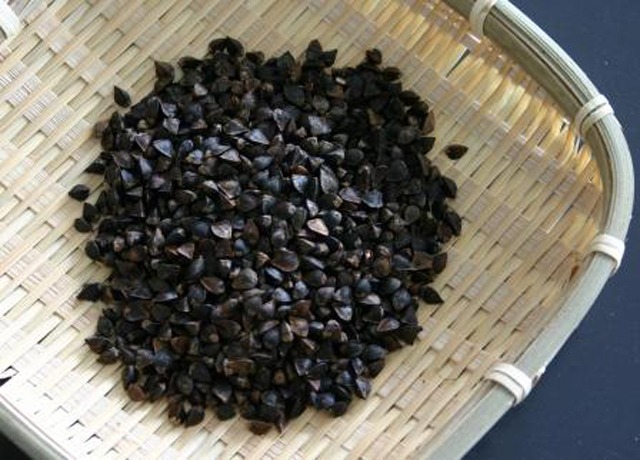 噛んで味わう在来そば 『階上早生(はしかみわせ)』