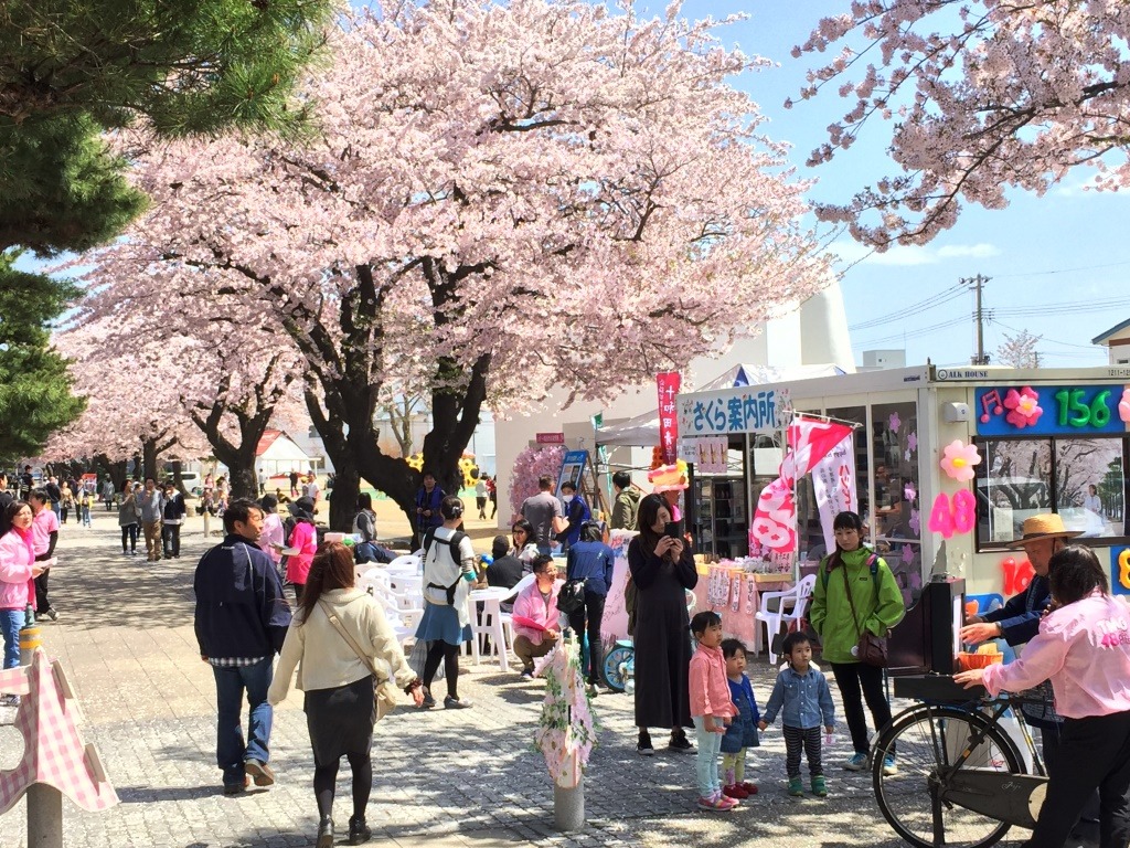 桜の名所・十和田市官庁街通りにTMG48出現?!