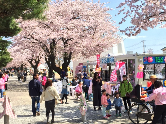 桜の名所・十和田市官庁街通りにＴＭＧ４８出現？！