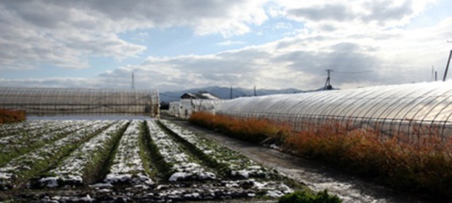 りんごどころ”津軽”の野菜名産地「清野袋」