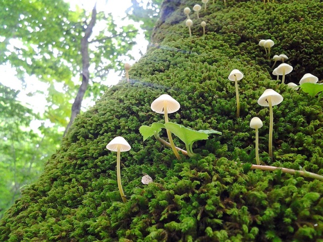 奥入瀬自然誌博物館を観賞する。