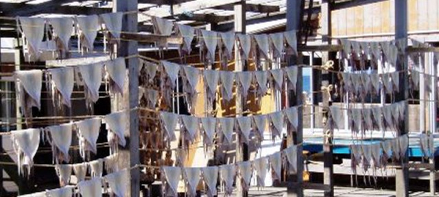 青森名物街道　「焼きイカのみち」