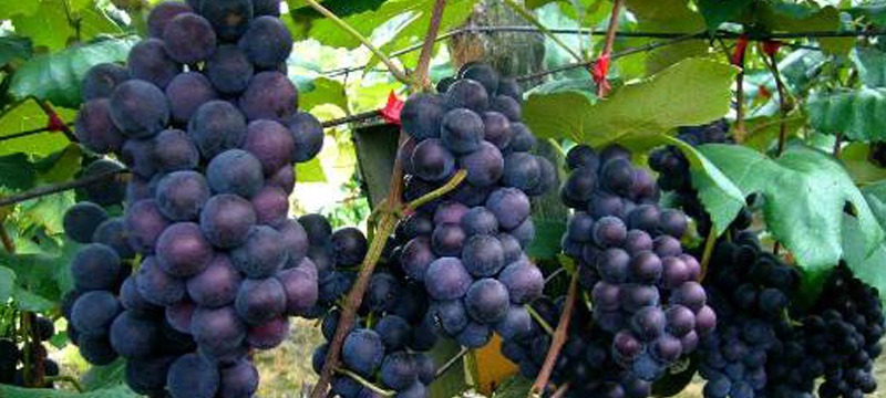 なつかしい黒ぶどう 「キャンベル・アーリー」