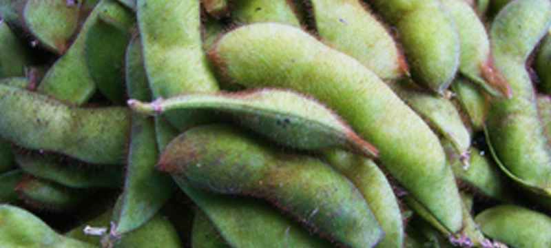 やっぱりうまい 「毛豆」