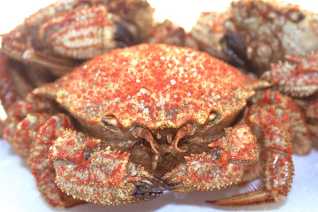 陸奥湾の毛ガニと呼ばれる「トゲクリガニ」