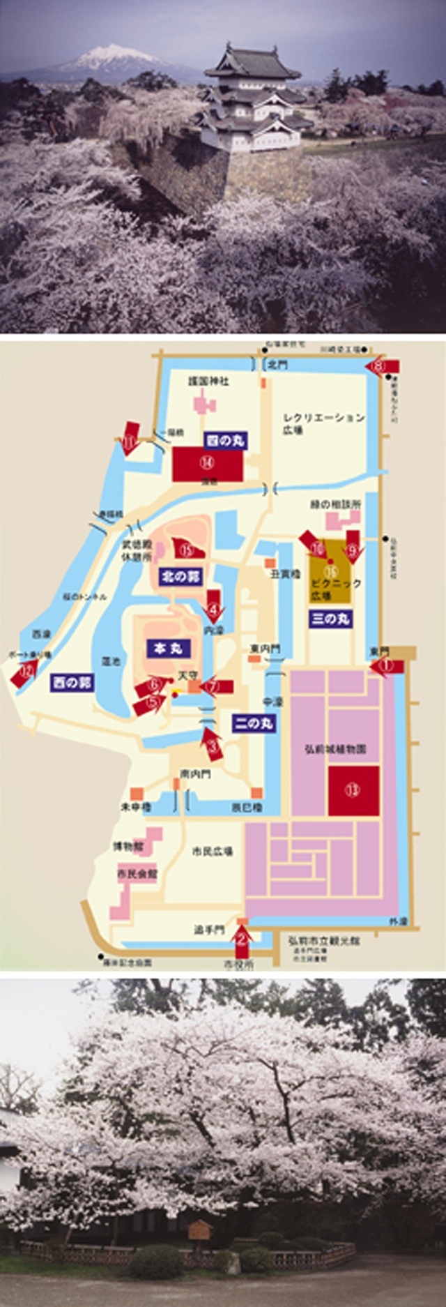 弘前のさくらを１０倍楽しむ方法（１／５）