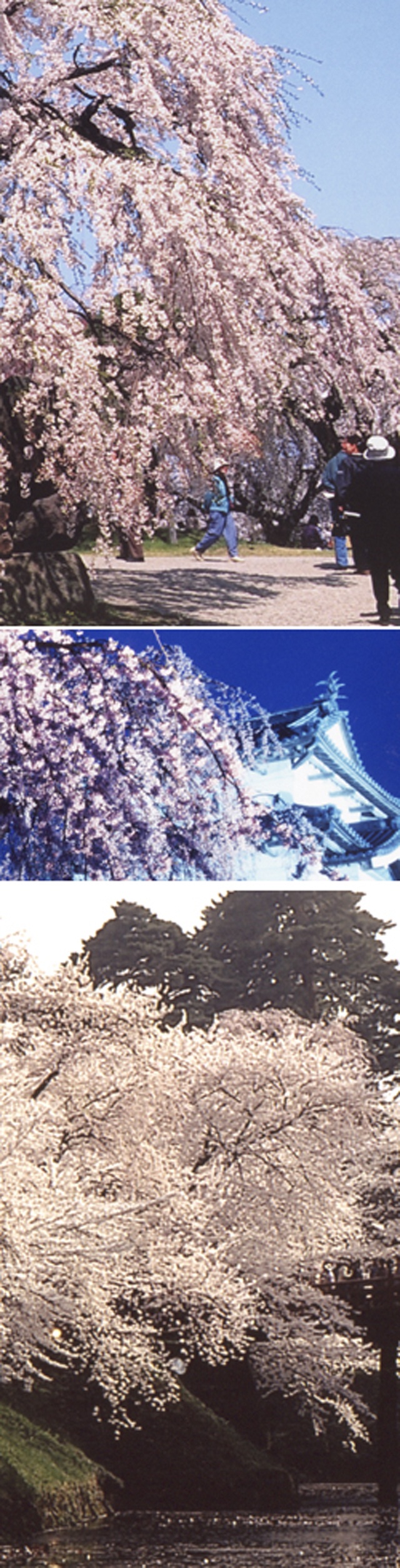 弘前のさくらを１０倍楽しむ方法（２／５）