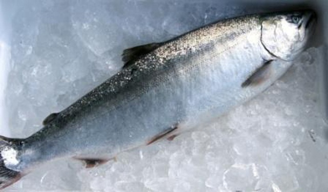 桜の頃にやってくるごちそう 「サクラマス」