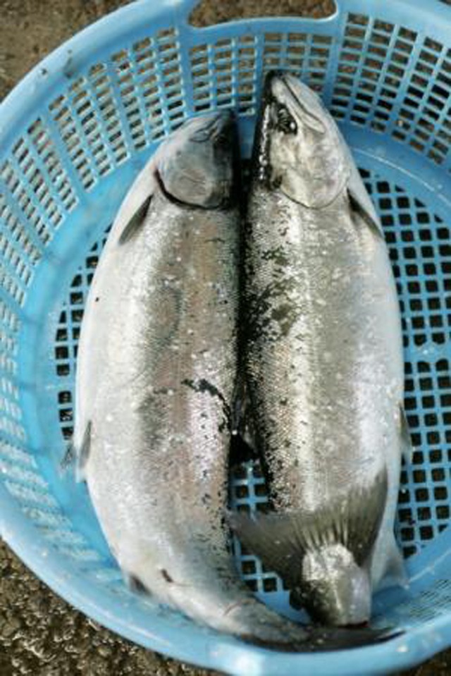 桜の頃にやってくるごちそう「サクラマス」（追加）