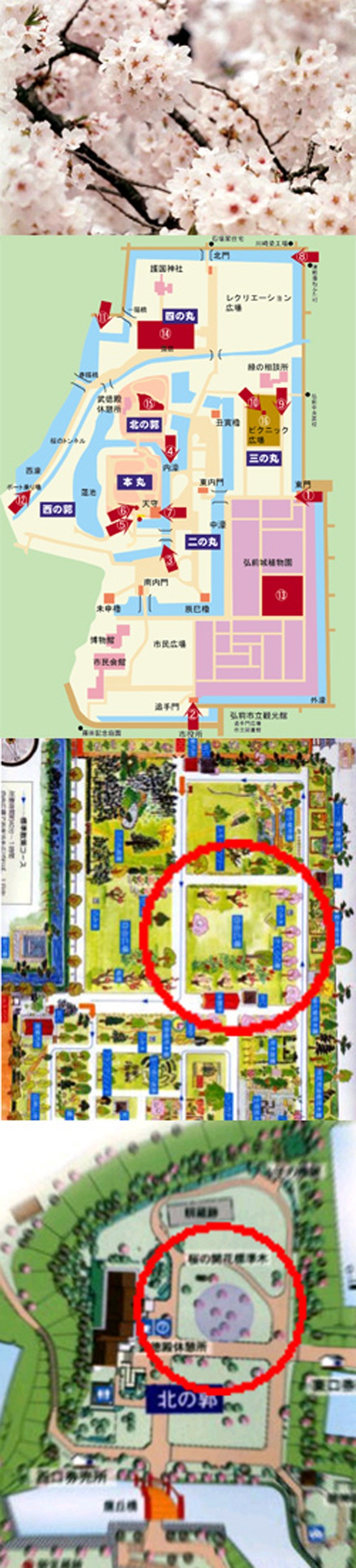 弘前のさくらを１０倍楽しむ方法（４／５）