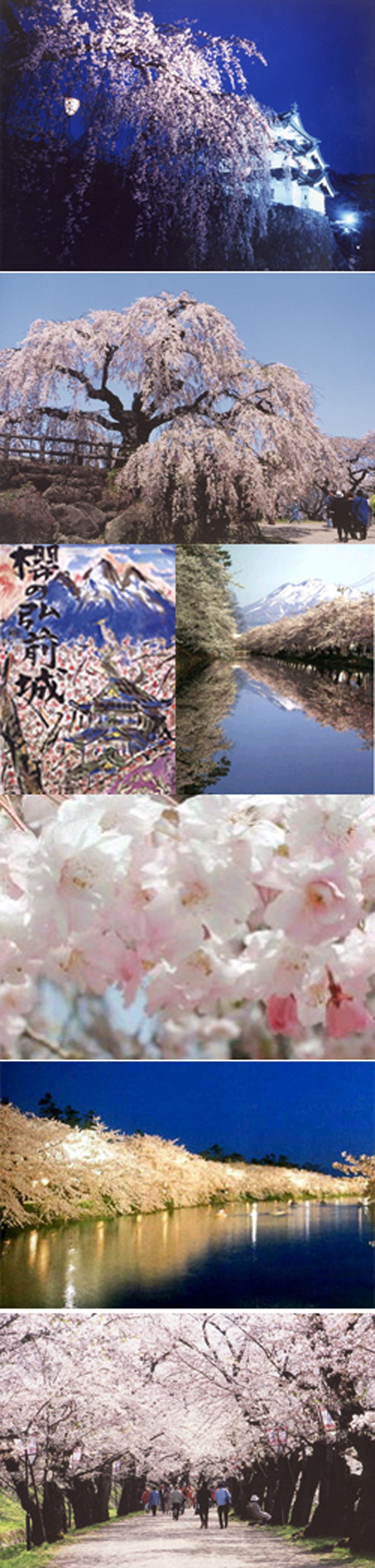 弘前のさくらを１０倍楽しむ方法（５／５）