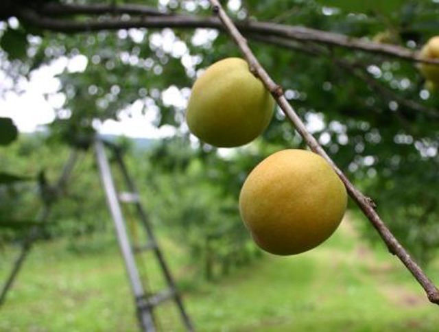 ”うめ”と呼ばれる”あんず” 「八助(はちすけ)」