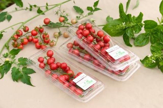 あのハーブ園が育てた原種トマト　「インカトマト」