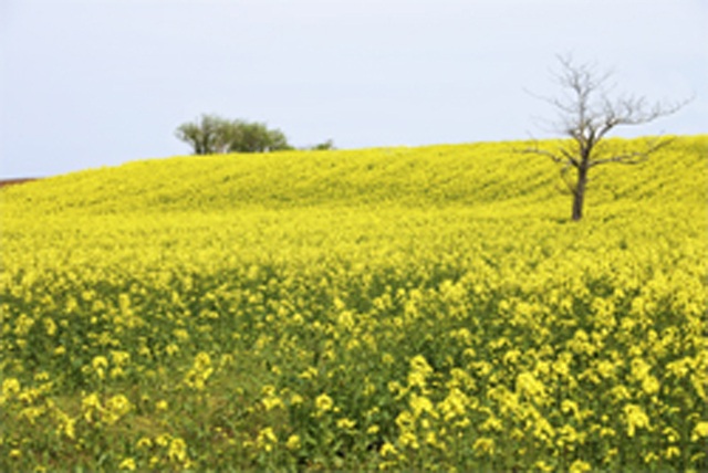 まだまだこれから！「あおもり花紀行」
