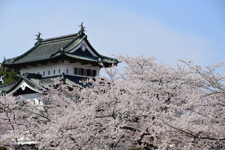 お待たせしました！日本一 弘前城の桜