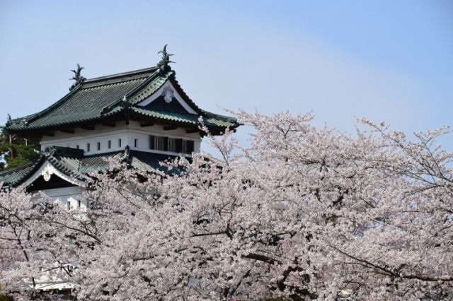 お待たせしました！日本一 弘前城の桜