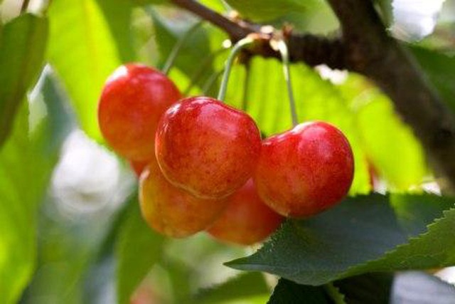 初夏のルビー「さくらんぼ」