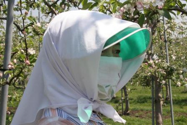 りんご園の美しい”頬かむり”