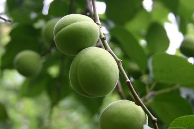 青森の美しい梅「豊後（ぶんご）」