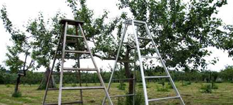 やさしい!新しい!おもしろい!「りんご脚立」