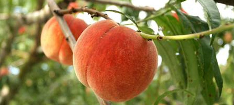 秋出しのおいしい桃