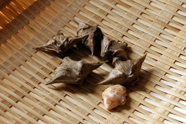 小川原湖で見つけた幻の「菱の実」