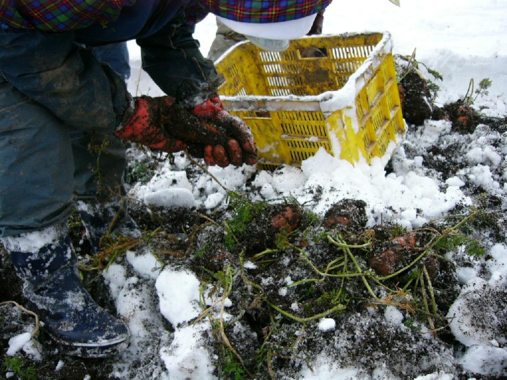 白神山地の麓～深浦雪にんじん