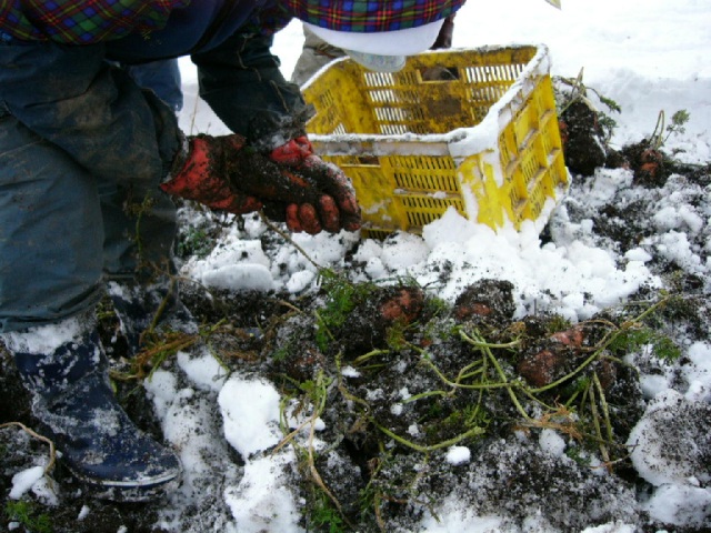 白神山地の麓～深浦雪にんじん
