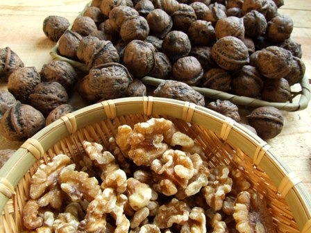 豊かな森の恵み「オニグルミ」