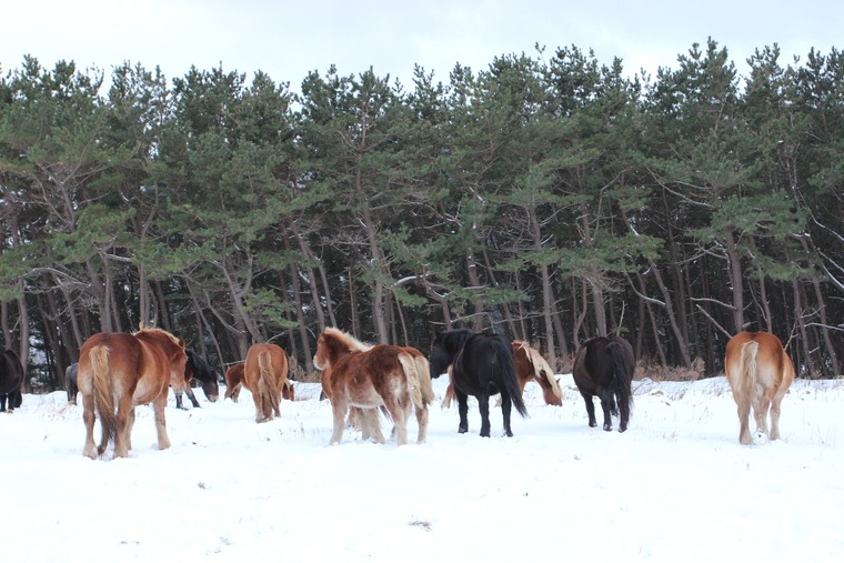 感動!アタカで越冬する尻屋崎の「寒立馬」