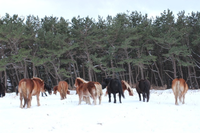 感動！アタカで越冬する尻屋崎の「寒立馬」