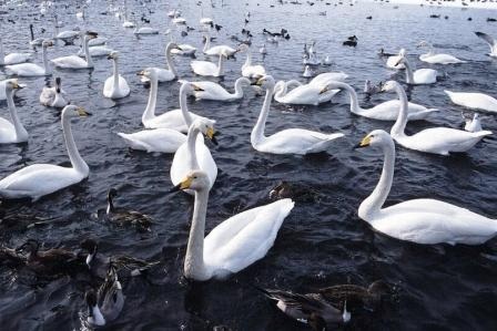 青森の鳥「ハクチョウ」