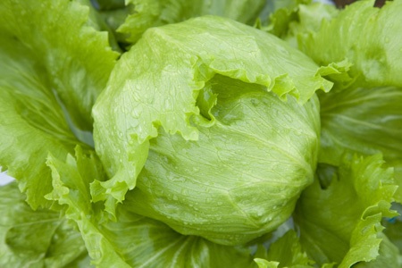 下北 「野平（のだい）高原」のおいしいスイートレタス
