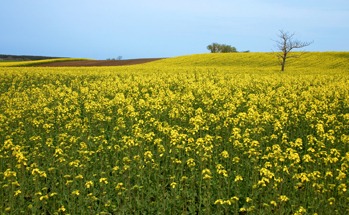 "菜の花トラスト"をご存知ですか？