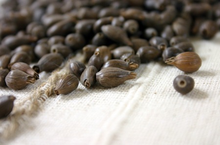 ひと味違う。地元で生まれたハトムギ在来種 「中里在来」