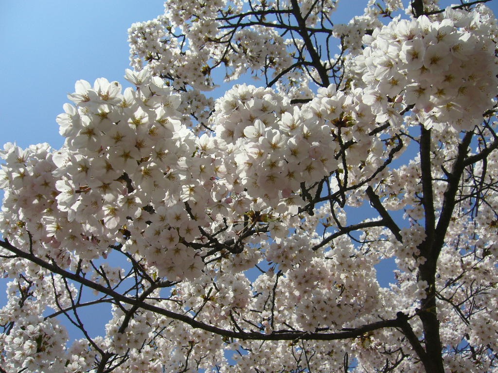 桜の季節がやってきました。