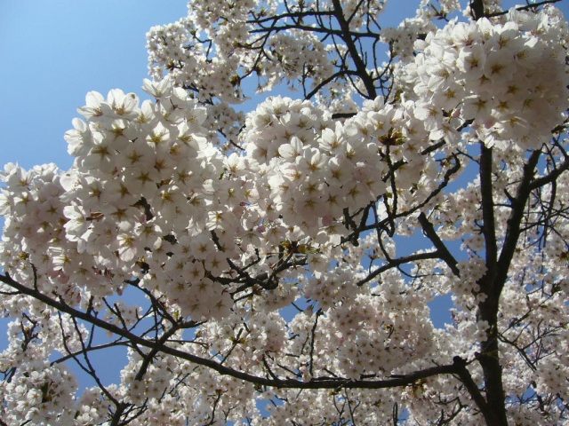 桜の季節がやってきました。