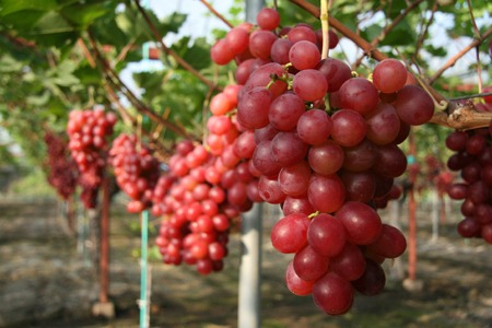 青森の高級ぶどう。南部地方の「ルビー・オクヤマ」