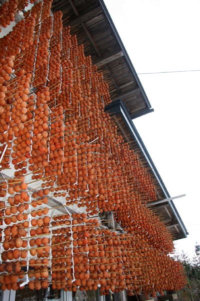 南部地方伝来のカキ 「妙丹柿（みょうたんがき）」