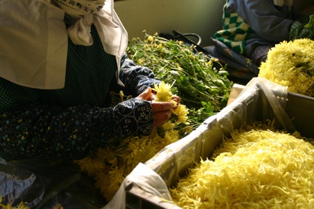 南部地方の秋を彩る食用ギク　「阿房宮」