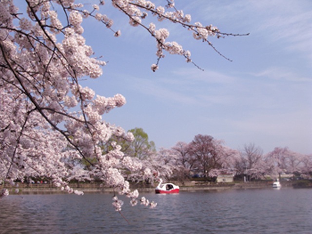 お花見おススメスポット