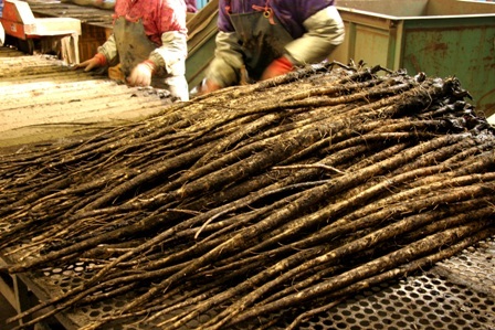 日本一！白くて黒い三沢のゴボウ